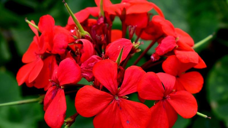 Keep the Plant Dry, but Do Not Treat Every Method Alike
