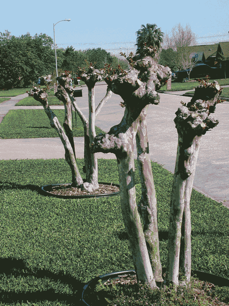 Avoid topping, severe pruning, and bloom-forcing treatments
