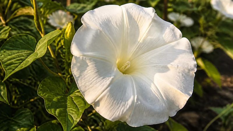 Meet the evening-blooming Ipomoea alba