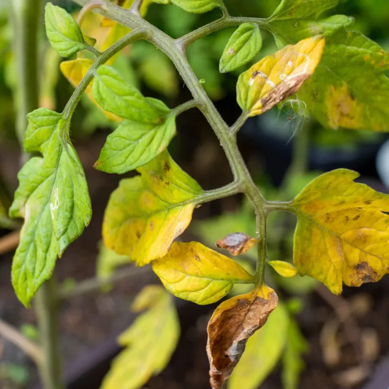 Reviving Older Plants Showing Late-Season Fade