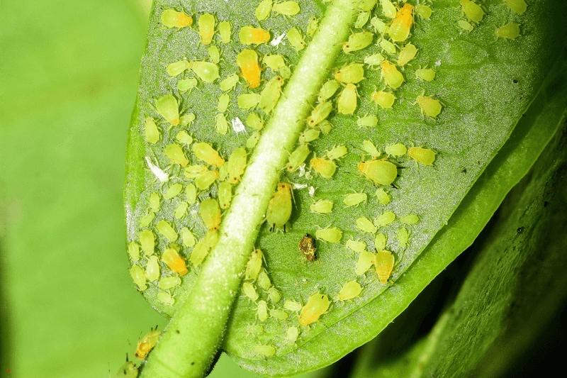 Monitor for Pests and Act Promptly