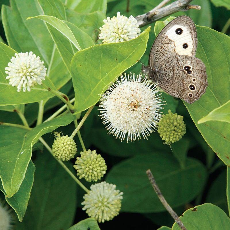 Buttonbush (Cephalanthus occidentalis)
