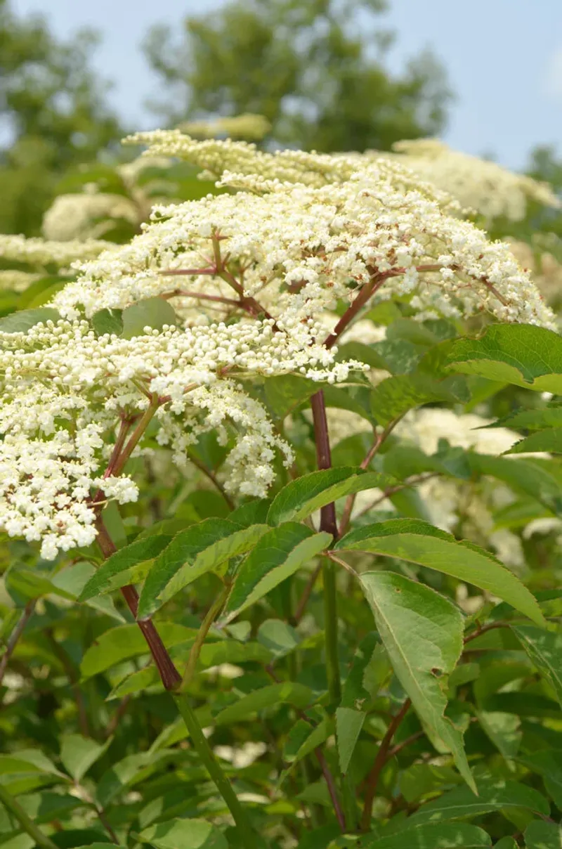 Elderberry (Sambucus canadensis)