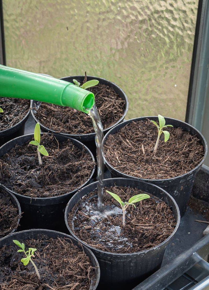 Check the soil before you water or alter the plant