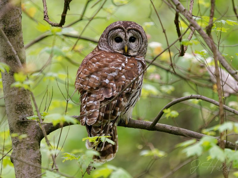 Watch the roost without disturbing the bird