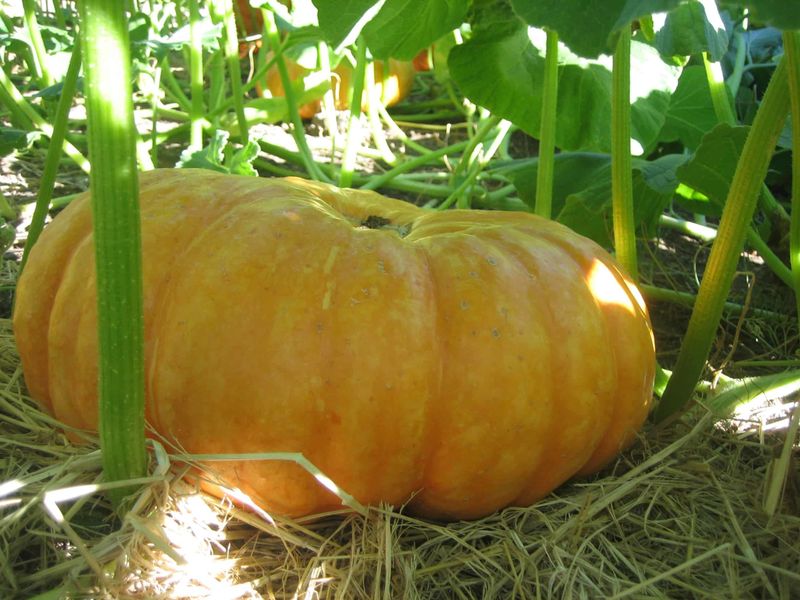Mark the spot and let the buried pumpkin break down