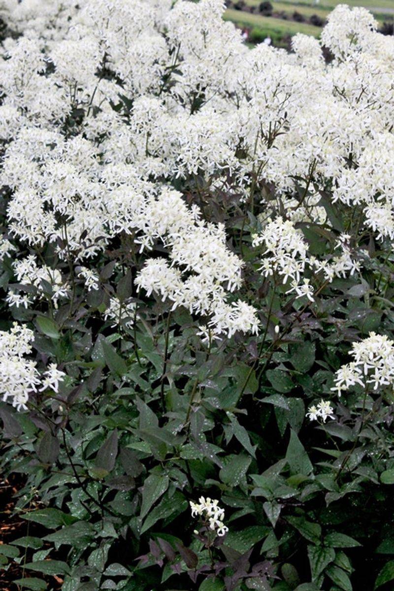 Ground Clematis (Clematis recta)