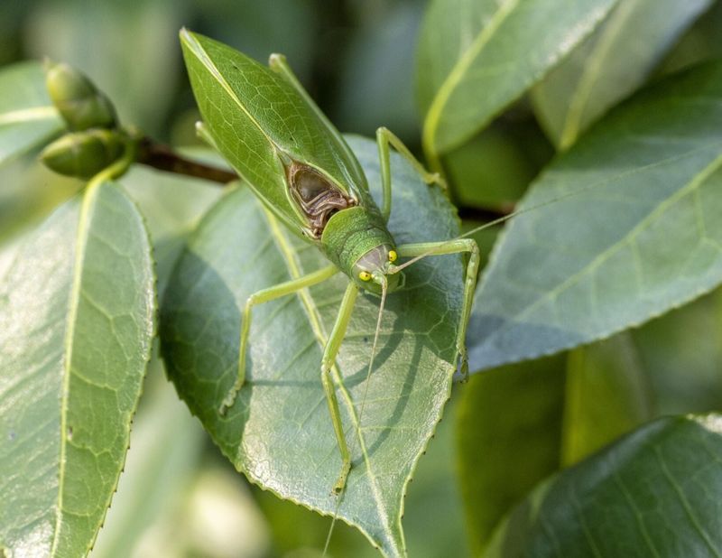 A nighttime August chorus usually points to katydids