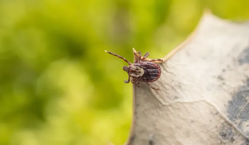 Keep wildlife habitat apart from tick-safe spaces