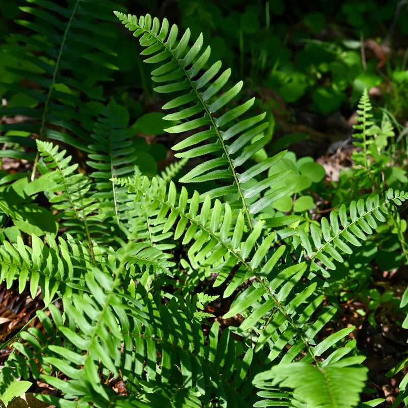 Christmas Fern (Polystichum acrostichoides)