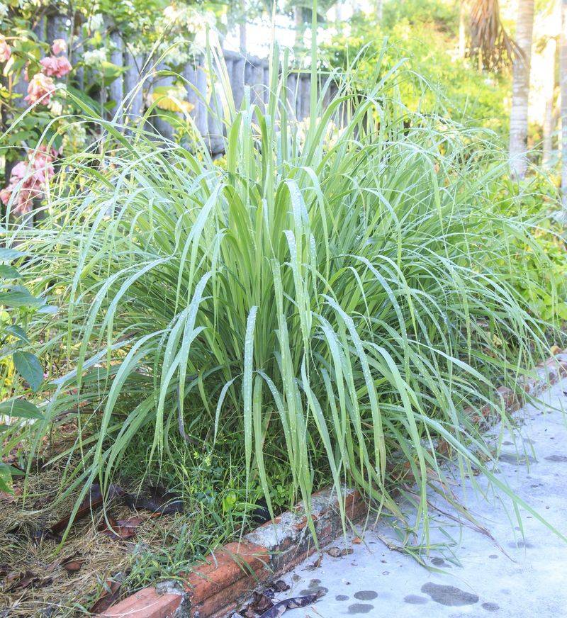 Lemongrass earns its place beside the patio
