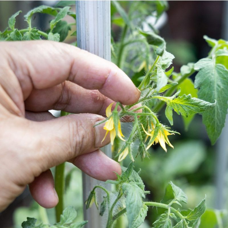 Remove late flowers without stripping healthy leaves