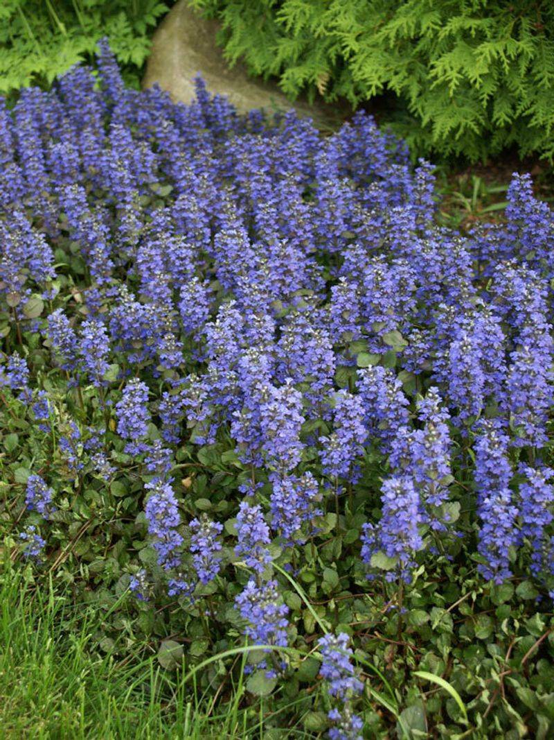 Ajuga (Bugleweed)