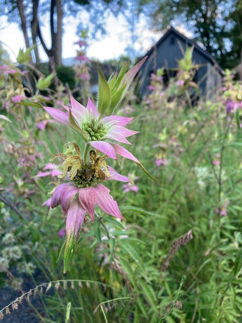 Its North Carolina range makes the planting decision local