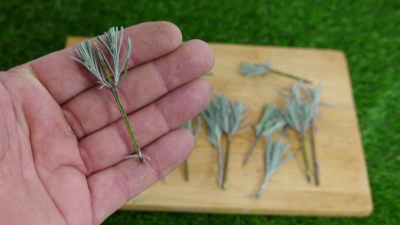 Prepare each stem for rooting