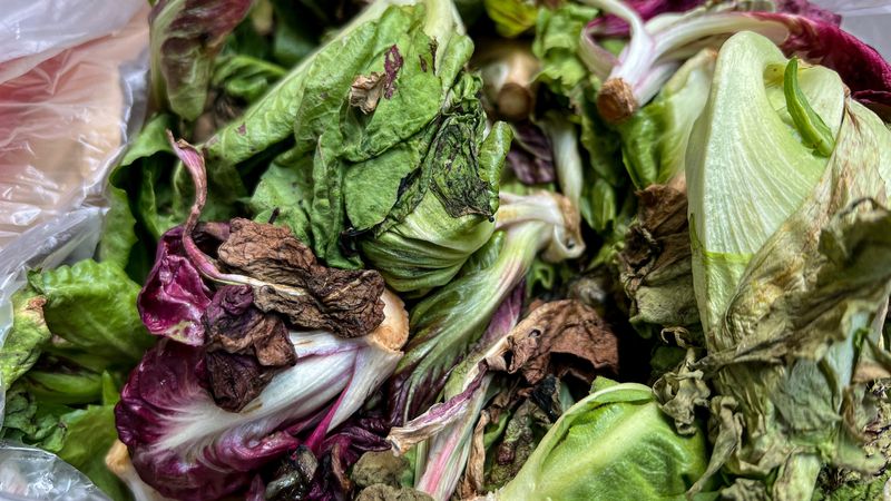 Bitterness Signals Quality Loss—Unless Spoilage Appears