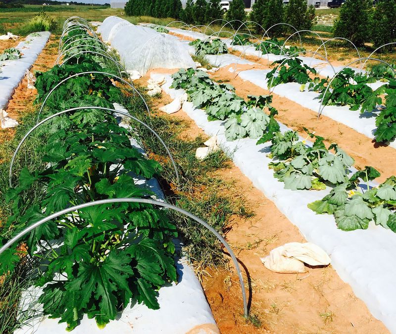 Protect young vines before flowers open