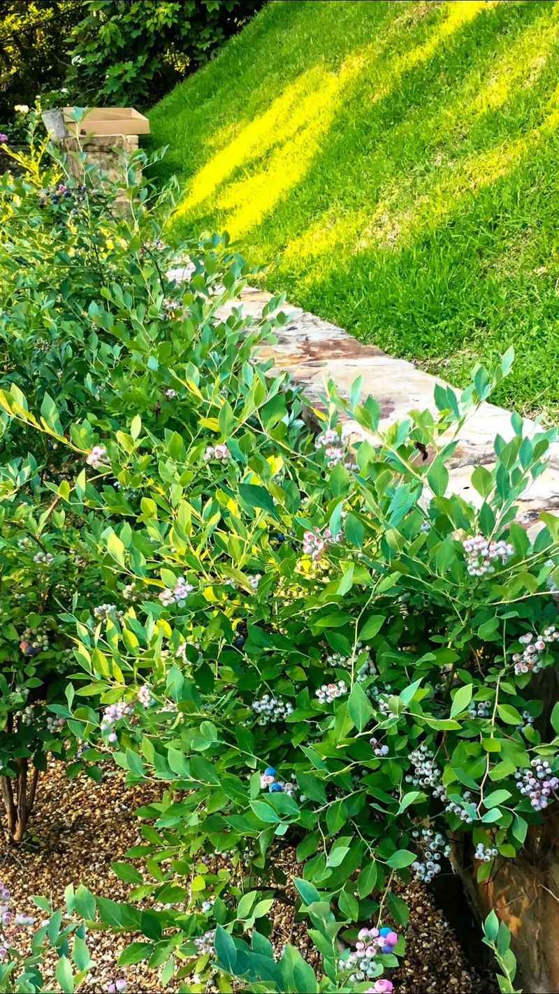 Place the shrub at the edge of the yard, not beside the play area