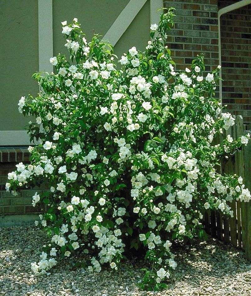 Mock Orange (Philadelphus)