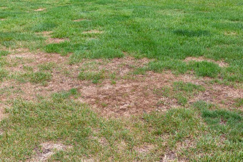 A thin lawn is a symptom, not a diagnosis