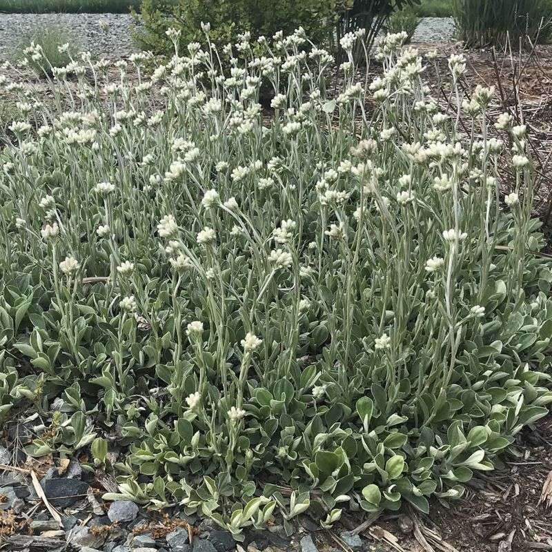 Pussytoes (Antennaria plantaginifolia)