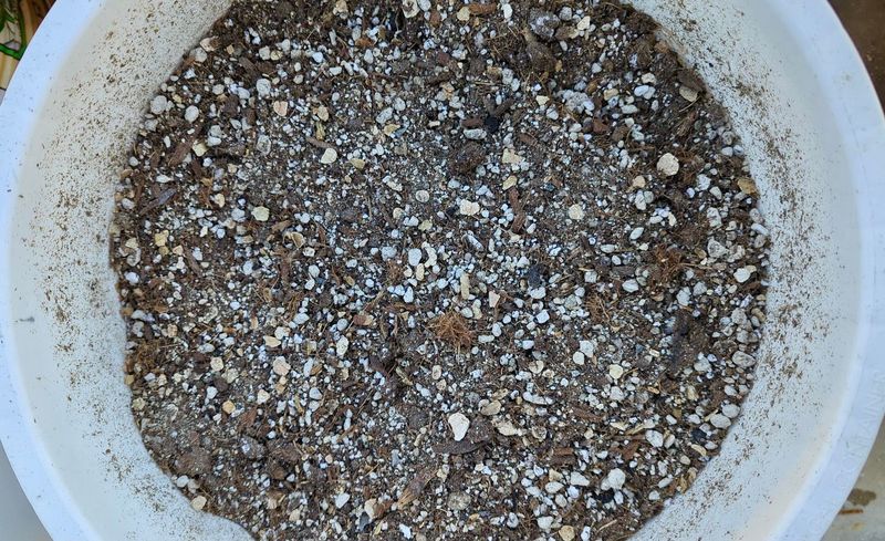 Start with a moist, porous rooting medium