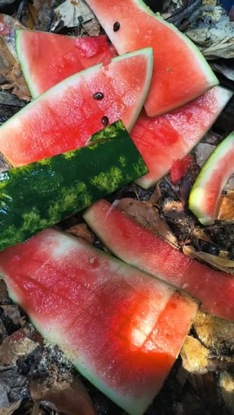 Melon Rinds