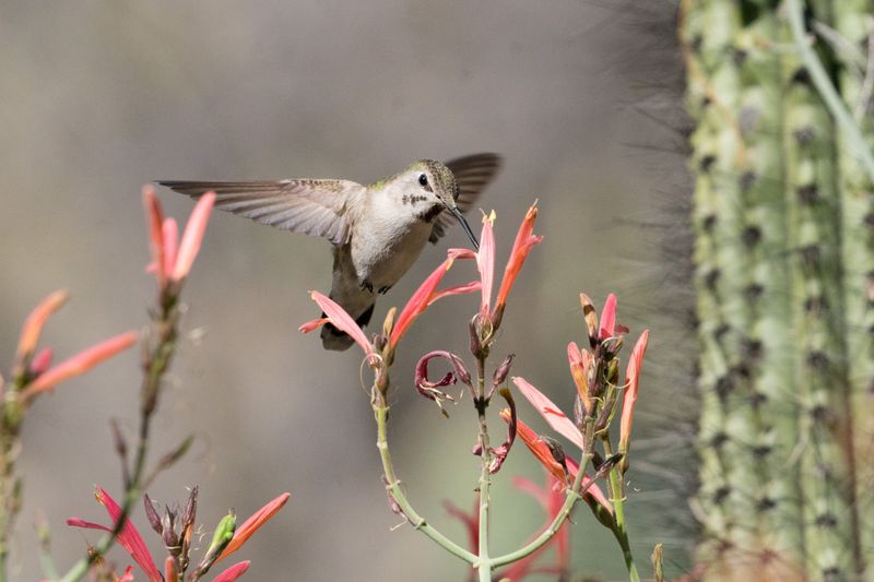 Chuparosa (Justicia californica)
