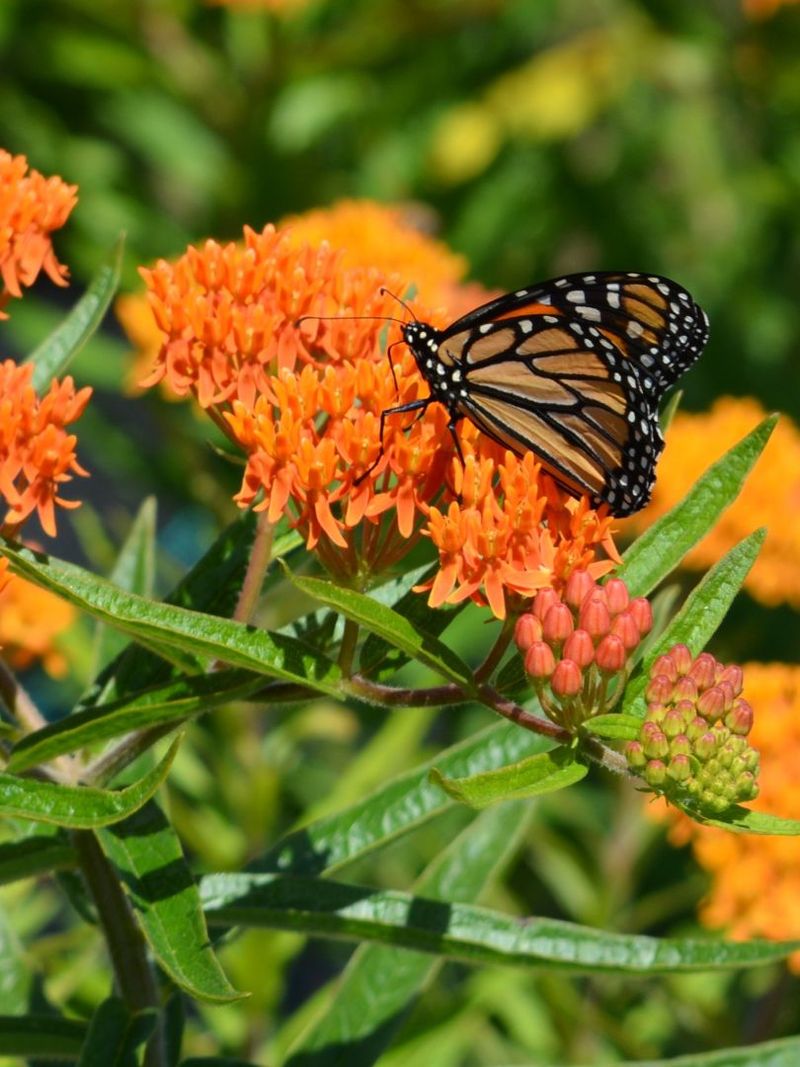 Butterfly Weed (Asclepias tuberosa)