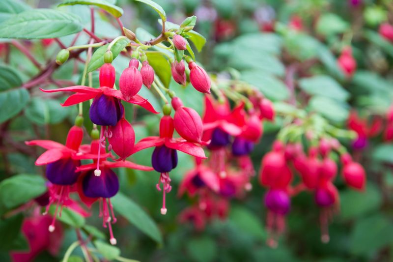 Fuchsia (The Ones To Skip)