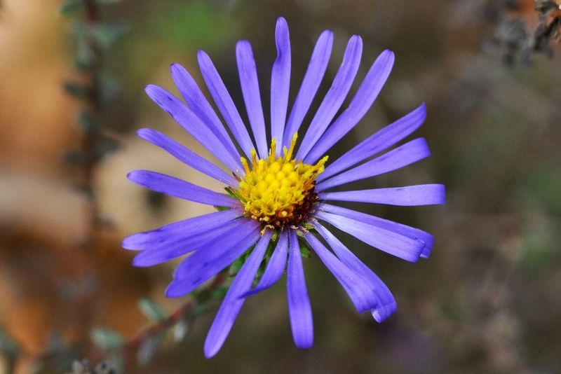 Big-headed Aster