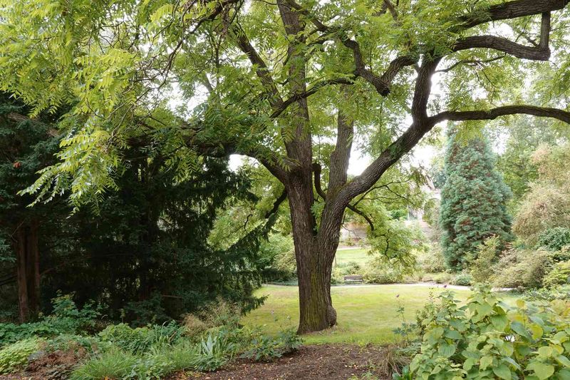 Walnut Trees