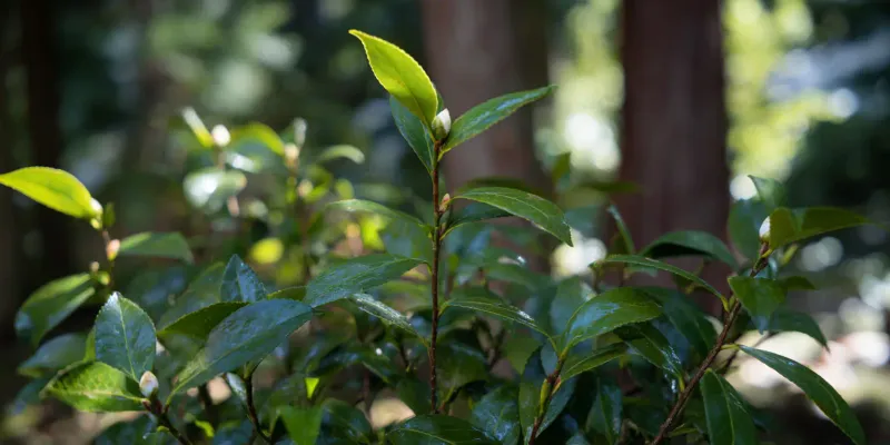 Steady late-summer moisture supports the next camellia display