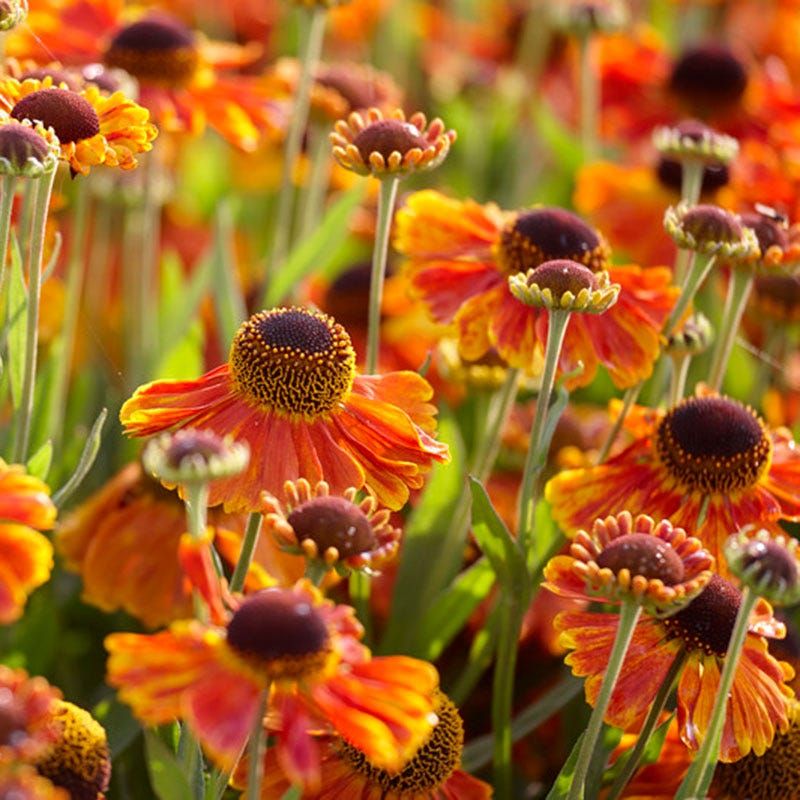 Helenium (Sneezeweed)