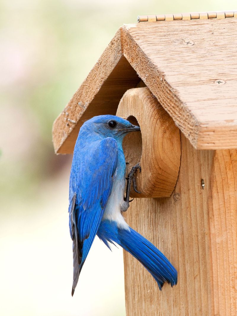 Eastern Bluebird