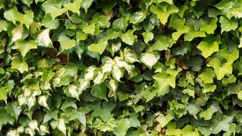 Letting Ivy and Monkey Grass Carpet the Beds