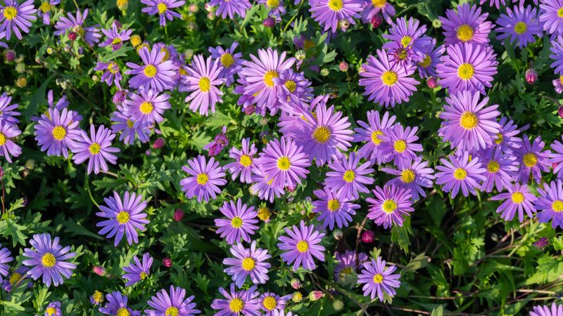 Asters