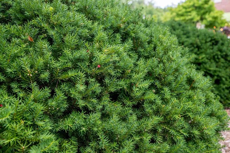 Yew (Taxus spp.)