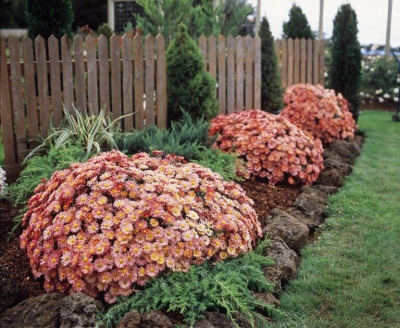 Remember That Your Mums Are Likely Perennials