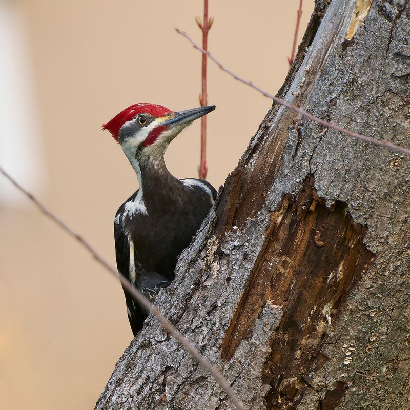 Hammering may mean the bird is finding food