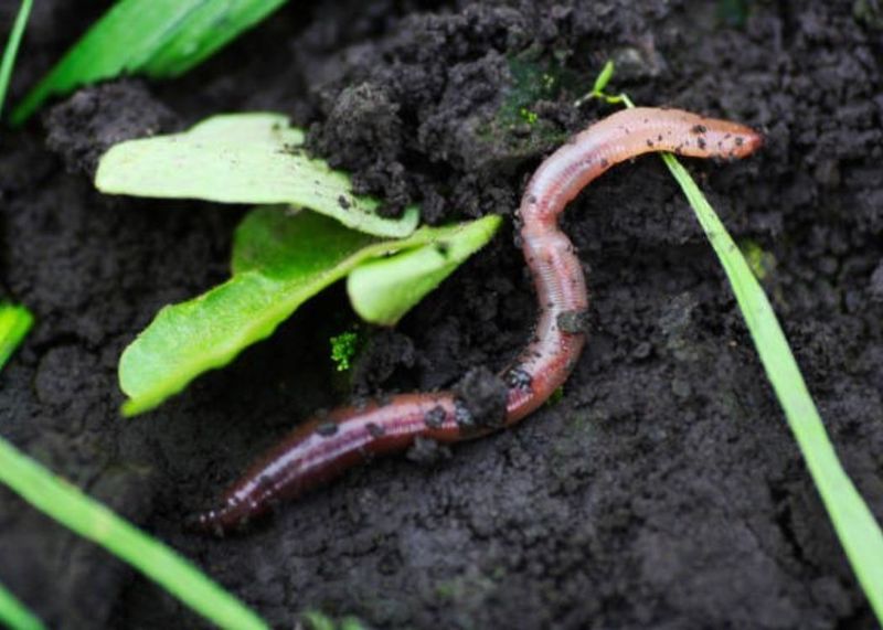 Earthworm