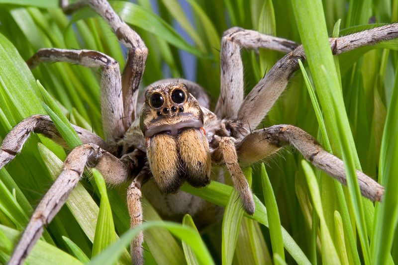 Some wolf spiders can eat cockroaches—but that proves little about a home