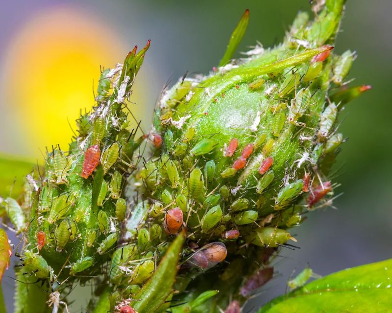 Manage Pests Affecting Buds