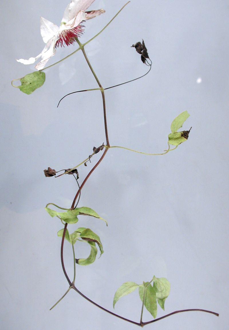 Inspect buds, flowers, and stems before calling it disease