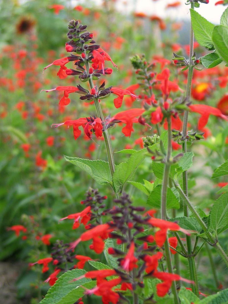 Red Salvia (Salvia coccinea)