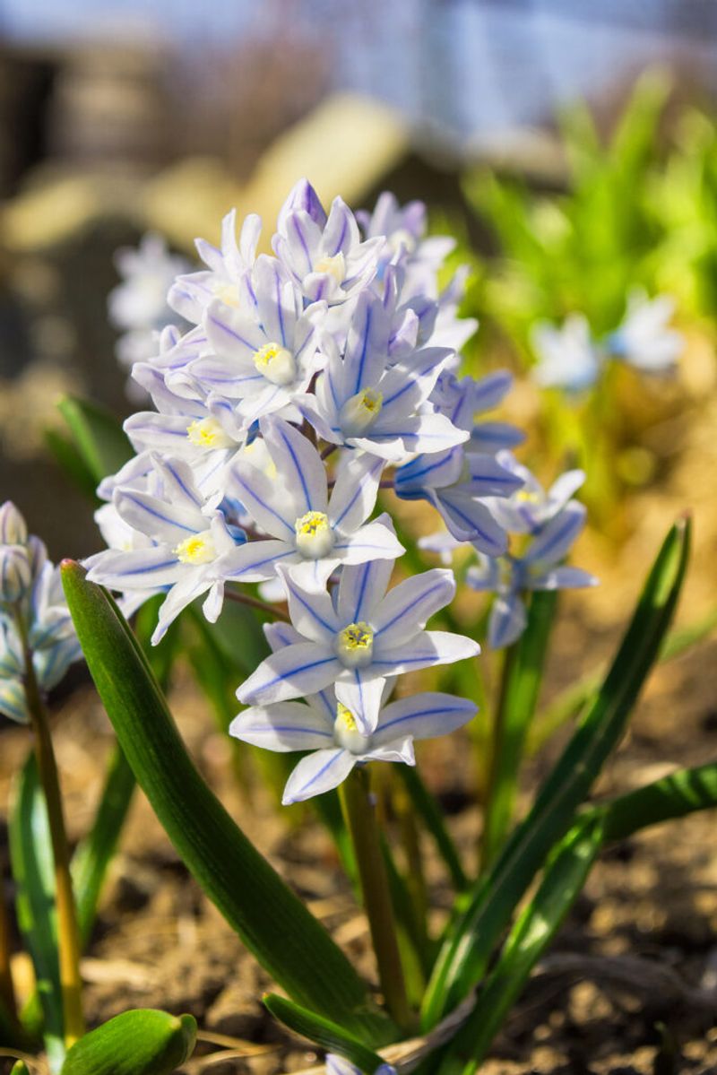 Striped Squill