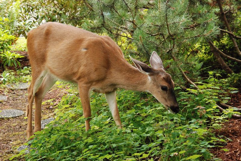 Planting Things That Roll Out the Welcome Mat for Deer