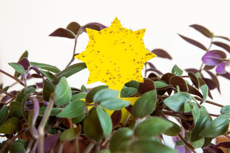 Plants may carry gnats indoors before fall