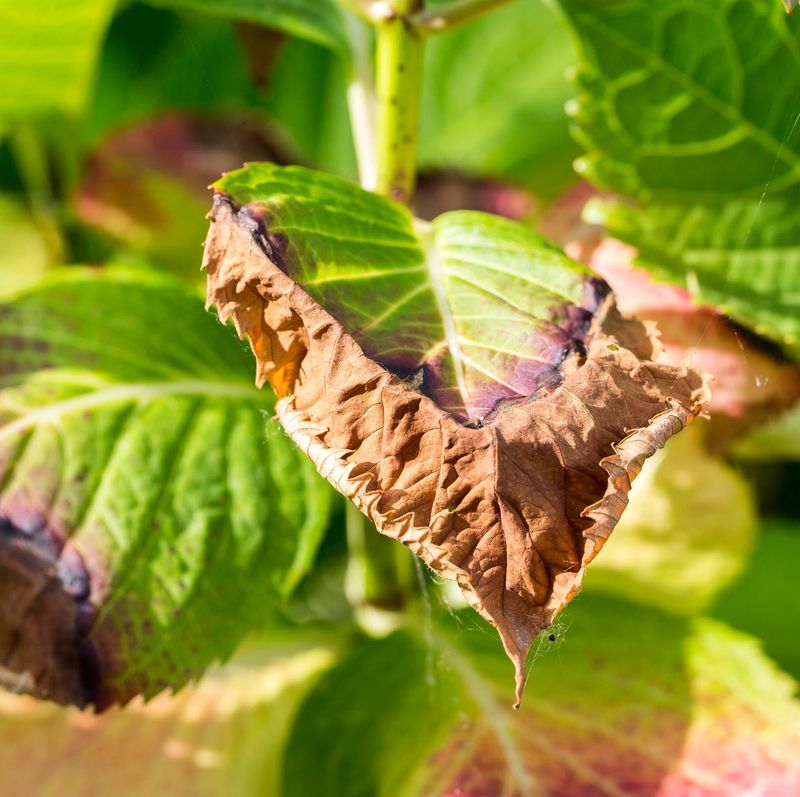 Trim Scorched or Brown Foliage