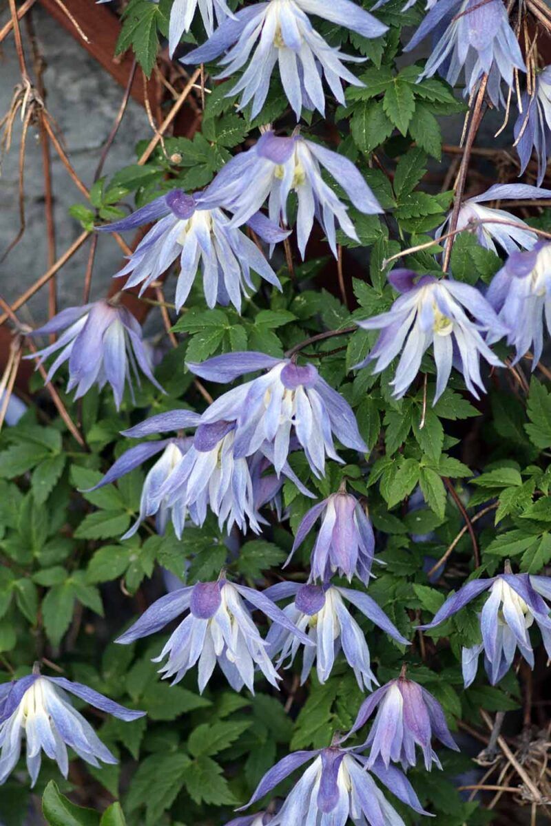 Small flowers may have nothing to do with feeding